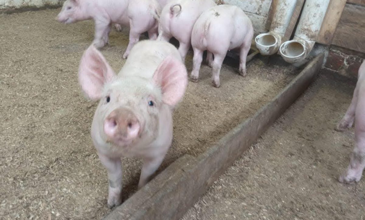 Caída del precio del cerdo preocupa a porcicultores en feria ganadera de Santo Domingo