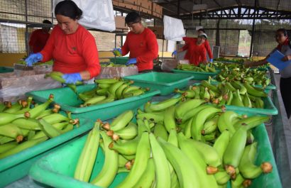 Caja de plátano barraganete alcanza récord de 16 dólares en El Carmen, Manabí