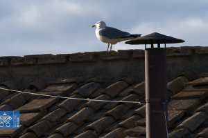 ¿Un presagio del Espíritu Santo? Un pájaro aparece en la chimenea del cónclave