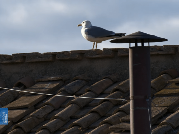 ¿Un presagio del Espíritu Santo? Un pájaro aparece en la chimenea del cónclave