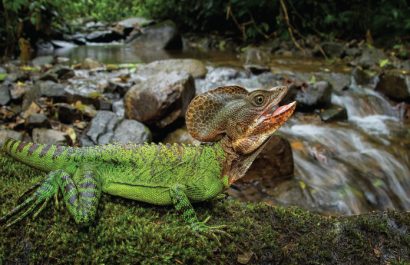 Ciudadanos documentan especies por la biodiversidad en maratón