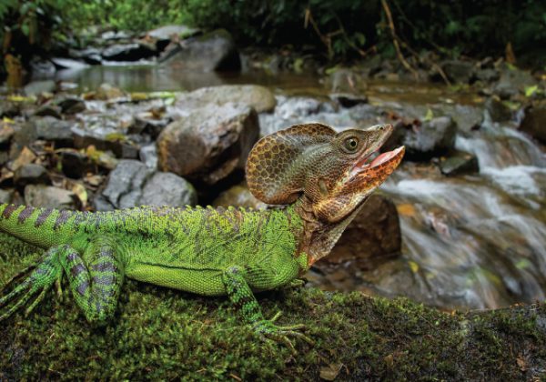 Ciudadanos documentan especies por la biodiversidad en maratón