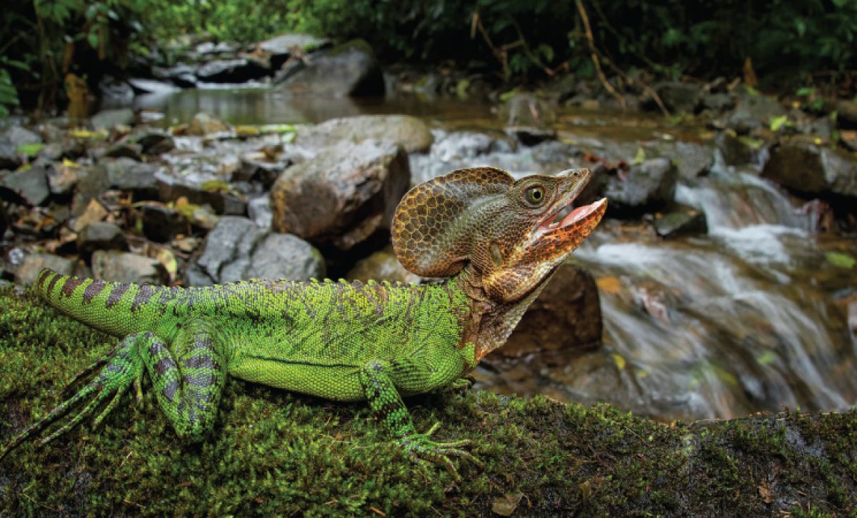 Ciudadanos documentan especies por la biodiversidad en maratón