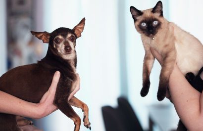 ¿Cuántos perros y gatos hay en Ecuador y cuáles son los gastos comunes que implica la tenencia responsable de mascotas? (Pexels).