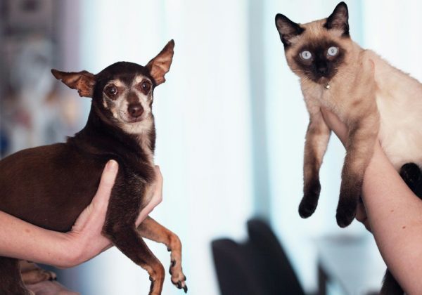 ¿Cuántos perros y gatos hay en Ecuador y cuáles son los gastos comunes que implica la tenencia responsable de mascotas? (Pexels).