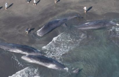 Cuatro ballenas quedaron varadas en la playa de Heisaura, en la ciudad de Tateyama, en Japón, horas antes de un terremoto
