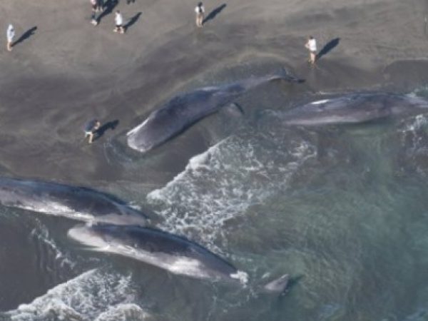 Cuatro ballenas quedaron varadas en la playa de Heisaura, en la ciudad de Tateyama, en Japón, horas antes de un terremoto