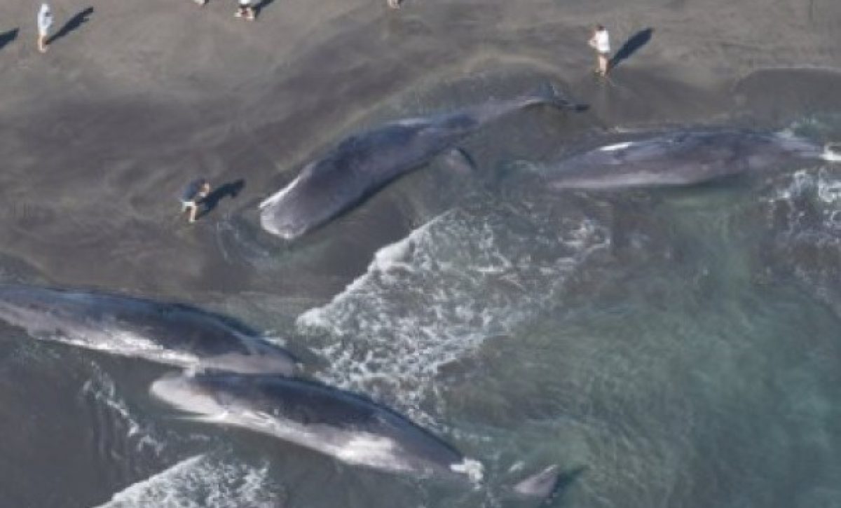 Cuatro ballenas quedaron varadas en la playa de Heisaura, en la ciudad de Tateyama, en Japón, horas antes de un terremoto