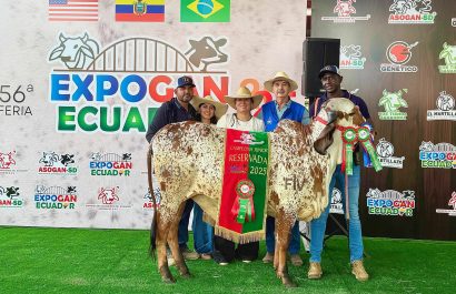 Descubre cómo una vaca de raza Gyr transformó una hacienda en Santo Domingo en un éxito y produce crías campeonas