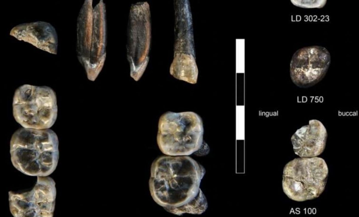 Descubren nueva especie de Australopithecus en Etiopía que reescribe la evolución humana