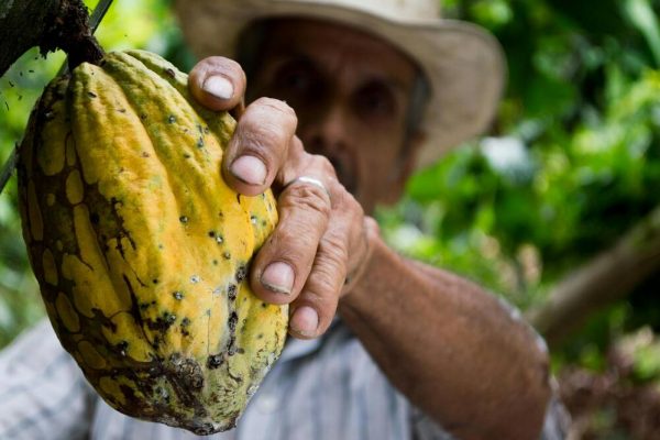 Día Mundial del Cacao Ecuador lidera exportaciones y celebra su riqueza ancestral