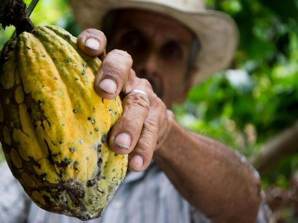 Día Mundial del Cacao Ecuador lidera exportaciones y celebra su riqueza ancestral