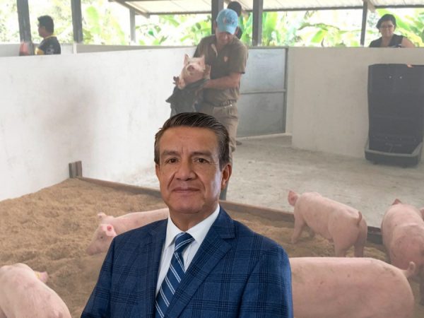 Ecuador produce carne de cerdo con calidad internacional, pero los costos de producción impiden competir en la región. (Cortesía).