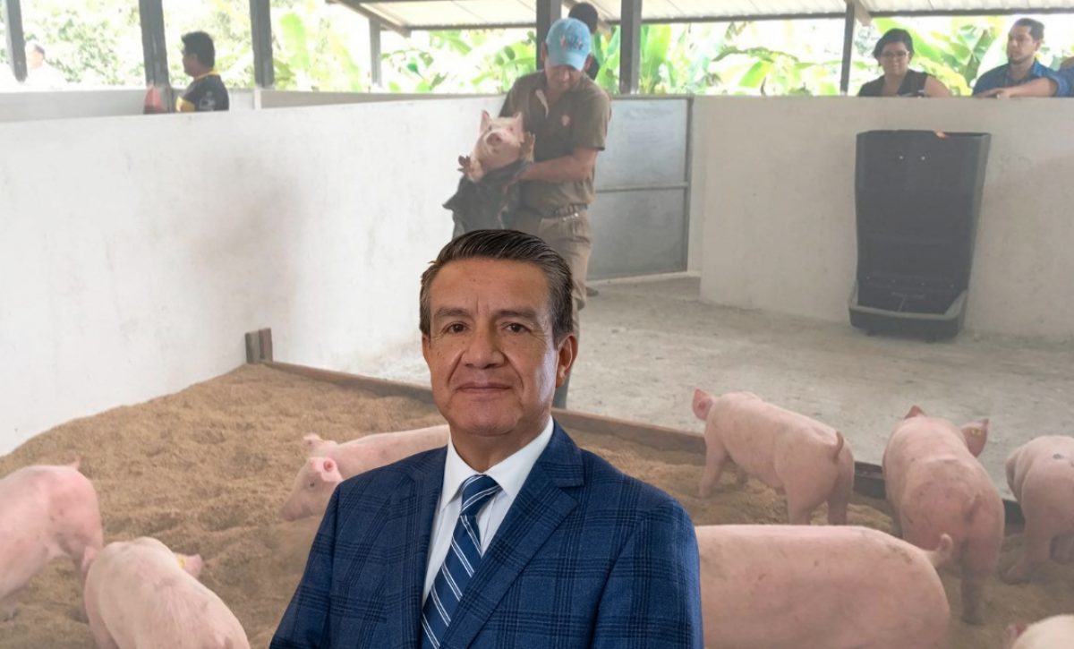 Ecuador produce carne de cerdo con calidad internacional, pero los costos de producción impiden competir en la región. (Cortesía).