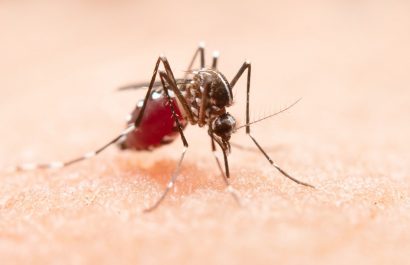 Ecuador y Perú coordinan esfuerzos para controlar la malaria en zona fronteriza
