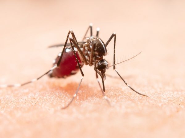 Ecuador y Perú coordinan esfuerzos para controlar la malaria en zona fronteriza