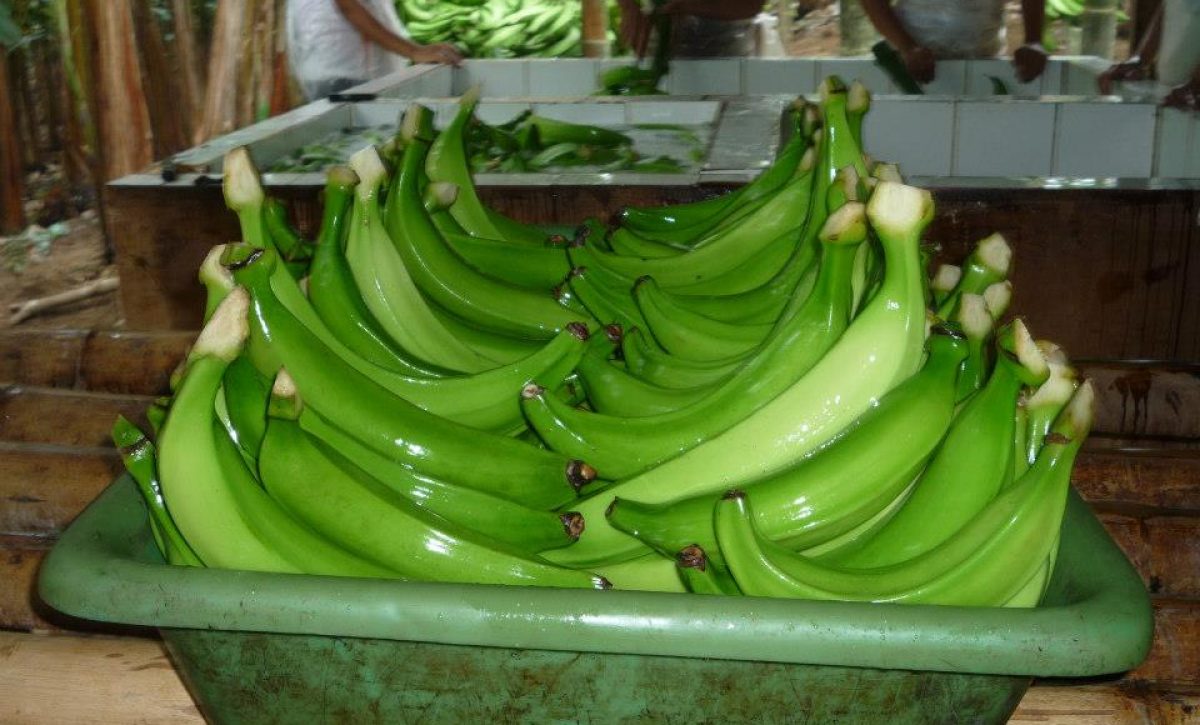 El Carmen y Santo Domingo son los principales pilares de la producción de plátano en Ecuador