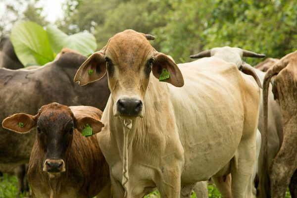 El Ministerio de Agricultura y Ganadería invirtió más de 400 mil dólares en el sector agropecuario de El Oro. (MAG).