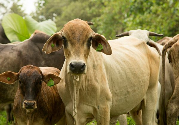 El Ministerio de Agricultura y Ganadería invirtió más de 400 mil dólares en el sector agropecuario de El Oro. (MAG).