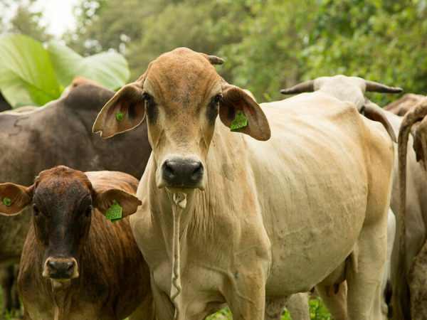 El Ministerio de Agricultura y Ganadería invirtió más de 400 mil dólares en el sector agropecuario de El Oro. (MAG).