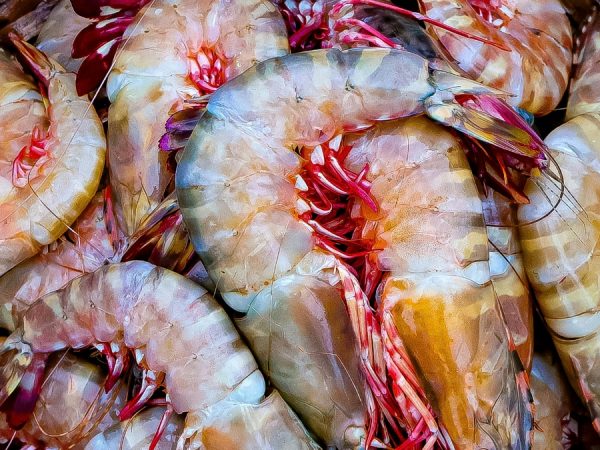 El camarón se consolidó como el producto de mayor exportación de Ecuador, por encima del petróleo. (Pexels)