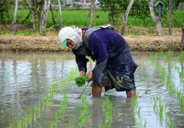 "El consumo anual de arroz por persona en Ecuador es de aproximadamente 50 kg, una de las cifras más altas de América Latina