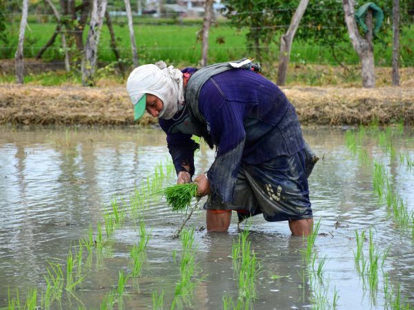 "El consumo anual de arroz por persona en Ecuador es de aproximadamente 50 kg, una de las cifras más altas de América Latina