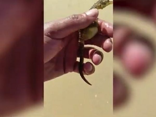 Un hombre rescata a un caballito de mar preñado varado en la playa