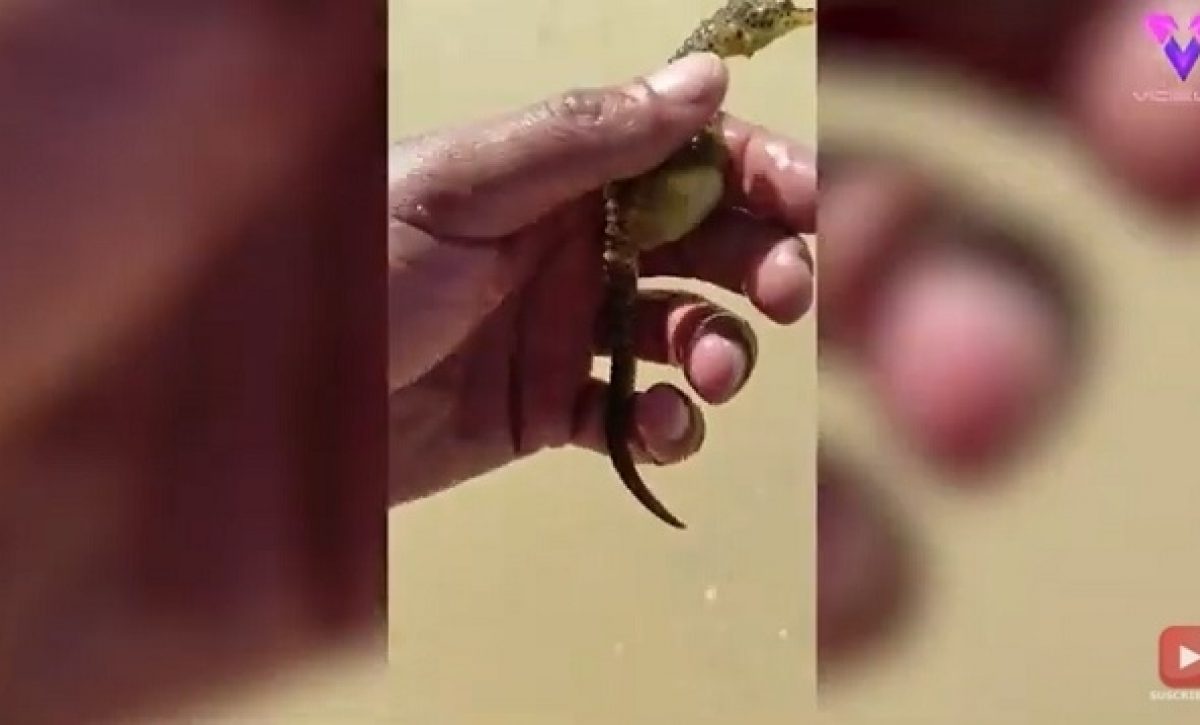 Un hombre rescata a un caballito de mar preñado varado en la playa