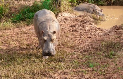 Colombia.- Colombia declara "especie invasora" a los hipopótamos de Pablo Escobar