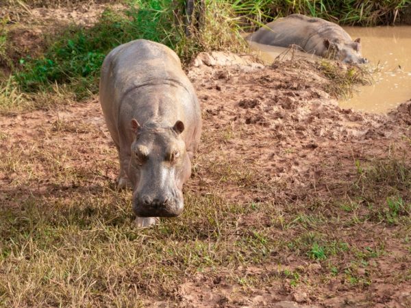 Colombia.- Colombia declara "especie invasora" a los hipopótamos de Pablo Escobar