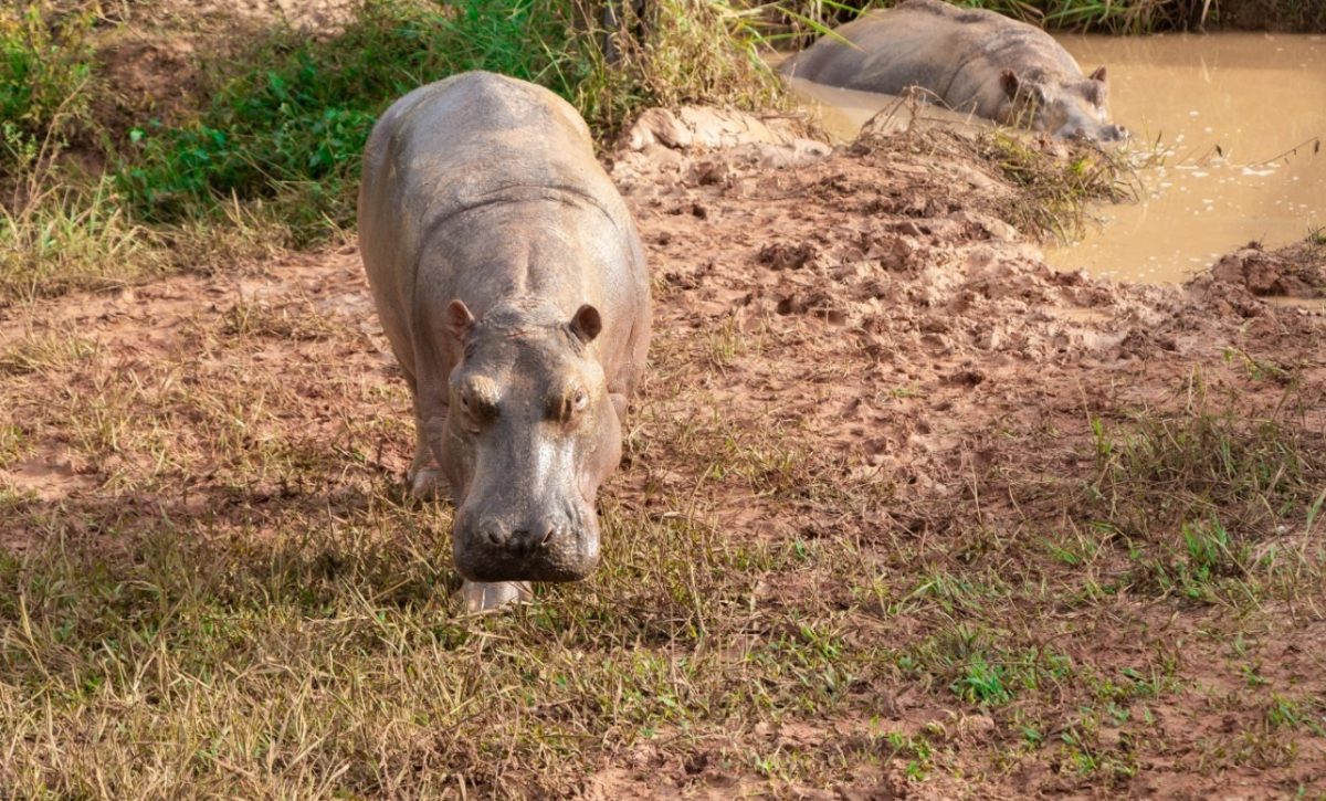 Colombia.- Colombia declara "especie invasora" a los hipopótamos de Pablo Escobar