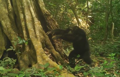 Comportamiento cultural: chimpancés golpean piedras como forma de expresión sonora