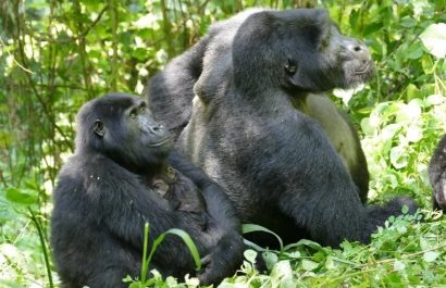 El sorprendente poder de las hembras de gorila sobre los machos