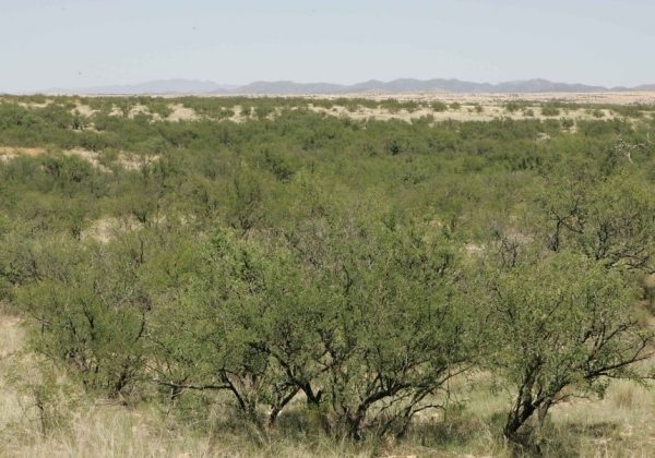 El planeta se vuelve más verde... pero también más seco, advierten científicos