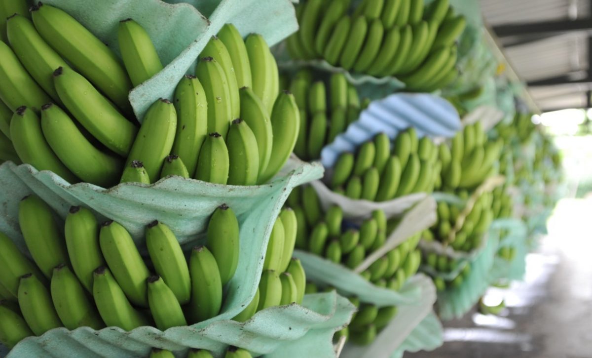 Exportaciones de banano ecuatoriano crecieron en el primer semestre del 2025