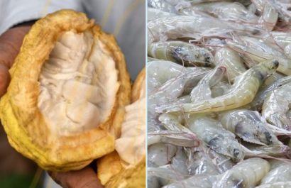 Exportaciones ecuatorianas no tradicionales crecen 24% cacao y camarón lideran el auge exportador de Ecuador en 2025