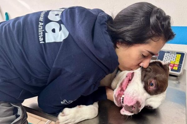 Golpeado en la calle la historia de Toretto y la rápida acción de la UBA