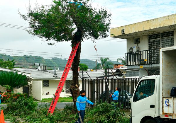 Quince espacios públicos fueron intervenidos en Urdesa Central durante una jornada liderada por el Municipio de Guayaquil y vecinos.