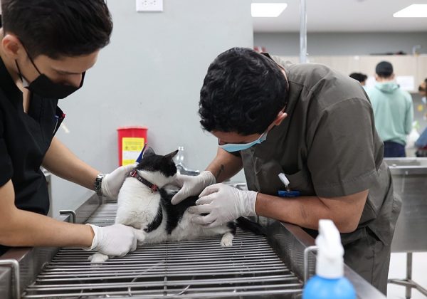 Guayaquil duplicó las esterilizaciones de perros y gatos en julio de 2025, alcanzando la cifra más alta del año en su programa.