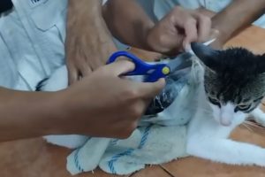 Hecho insólito: Así fue la 'captura' de un "gato narco", animal que fue usado para ingresar droga a una cárcel de Costa Rica. (Redes sociales).