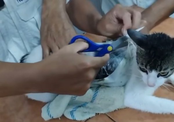 Hecho insólito: Así fue la 'captura' de un "gato narco", animal que fue usado para ingresar droga a una cárcel de Costa Rica. (Redes sociales).