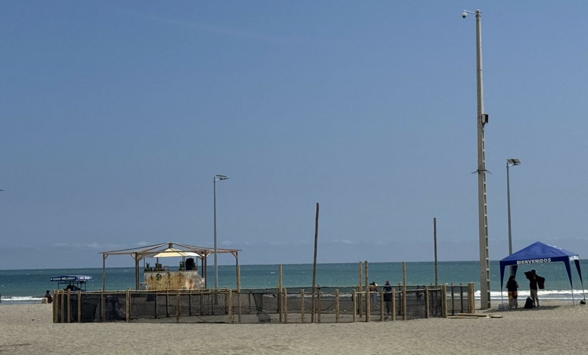 Protección de tortugas marinas impulsa control en la playa