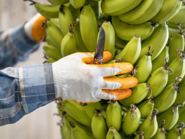 La AEBE advierte sobre el arancel del 15% y la pérdida de $61 millones para el banano ecuatoriano