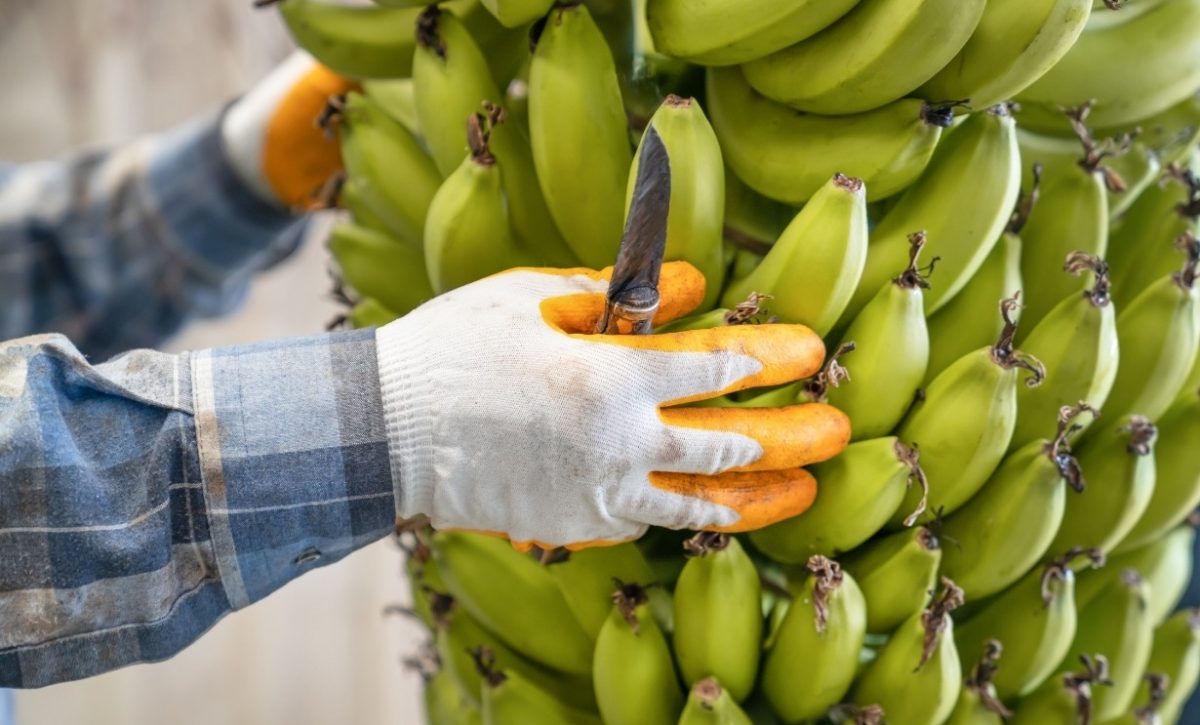 La AEBE advierte sobre el arancel del 15% y la pérdida de $61 millones para el banano ecuatoriano