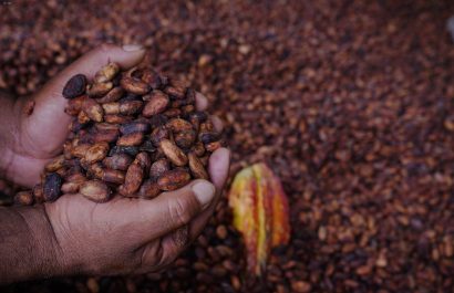 La calidad del cacao ecuatoriano, en especial el tipo “Nacional”, es un factor competitivo en mercados internacionales.