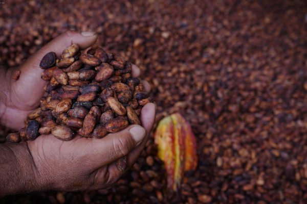 La calidad del cacao ecuatoriano, en especial el tipo “Nacional”, es un factor competitivo en mercados internacionales.