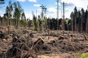 La deforestación y su impacto en el calentamiento global.