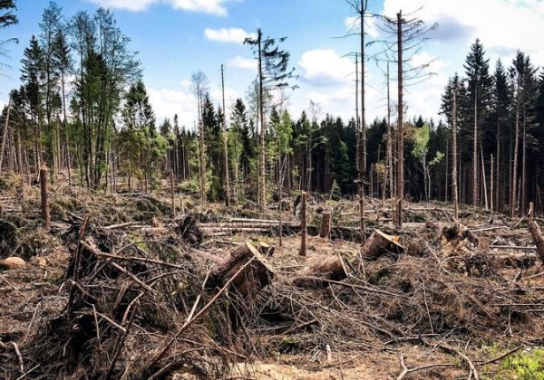 La deforestación y su impacto en el calentamiento global.