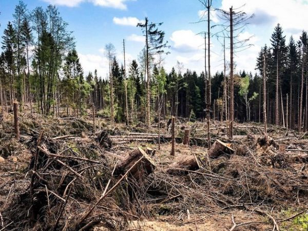 La deforestación y su impacto en el calentamiento global.